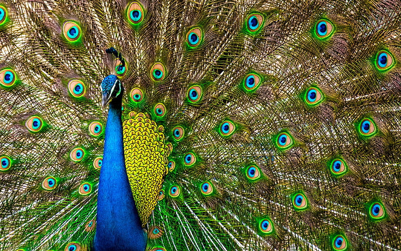 Peafowl, peacock, Pavo, colorful birds, Phasianidae, HD wallpaper