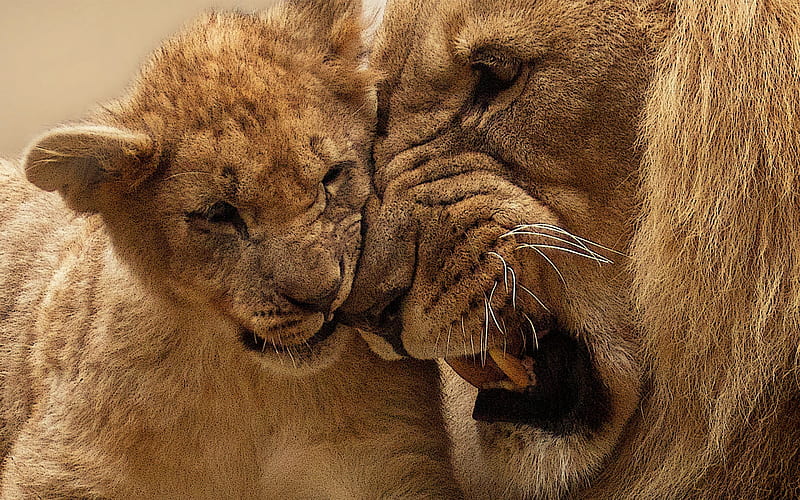lioness, lion, mother, predators, cub, baby, HD wallpaper