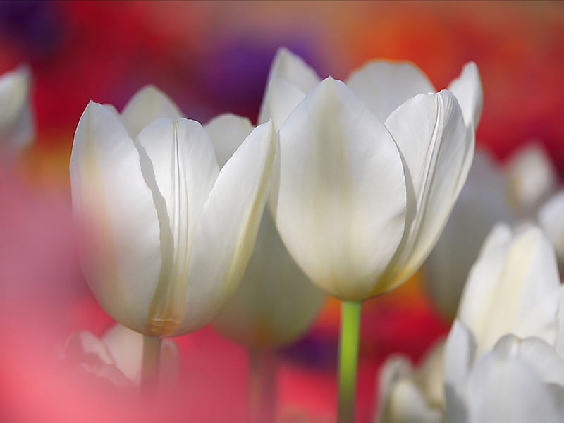 White Tulips- Spring Tulip Show, HD wallpaper