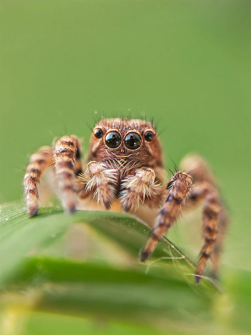 Spider macro shot, insects, legend, link, spiders, HD phone wallpaper