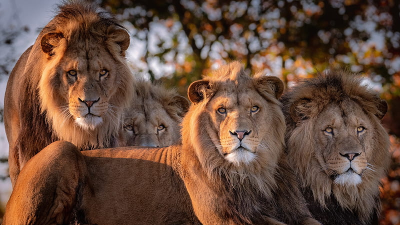 Four Lions With Brown Eyes Animals, HD wallpaper