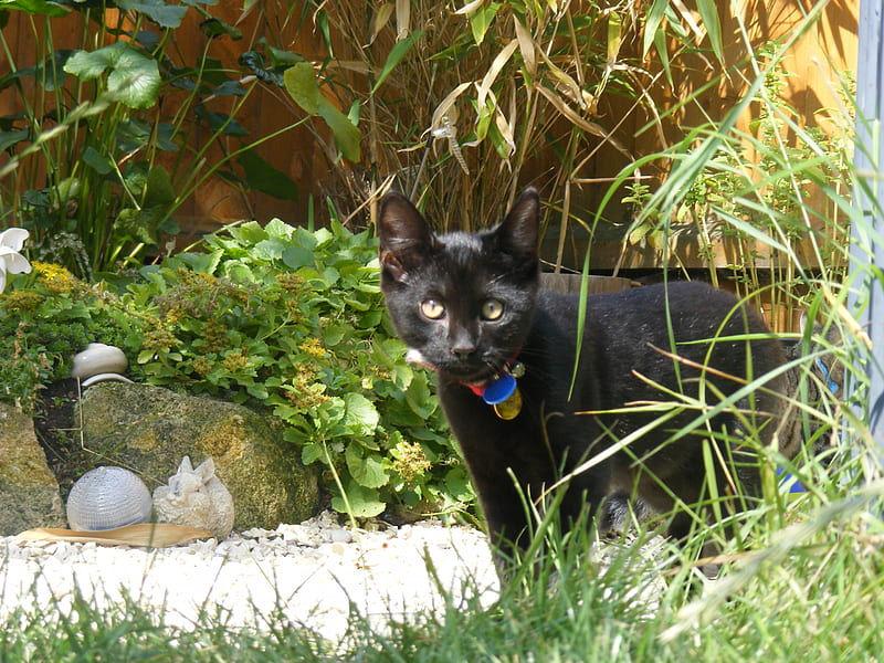 Midnight's first time in garden, pond, rockery, grass, black, garden, kitten, HD wallpaper