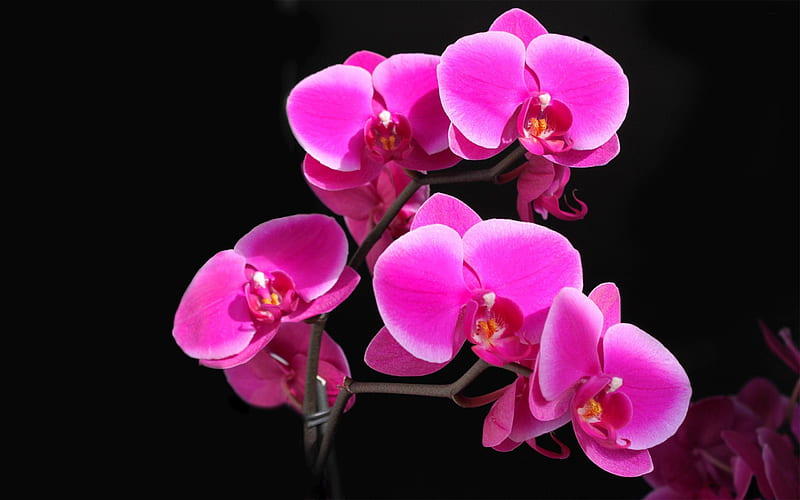 pink orchids-flowers, HD wallpaper