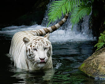 White Tiger, 2012, amazing, animal, best, dangerous, fantastic, new, HD  wallpaper | Peakpx