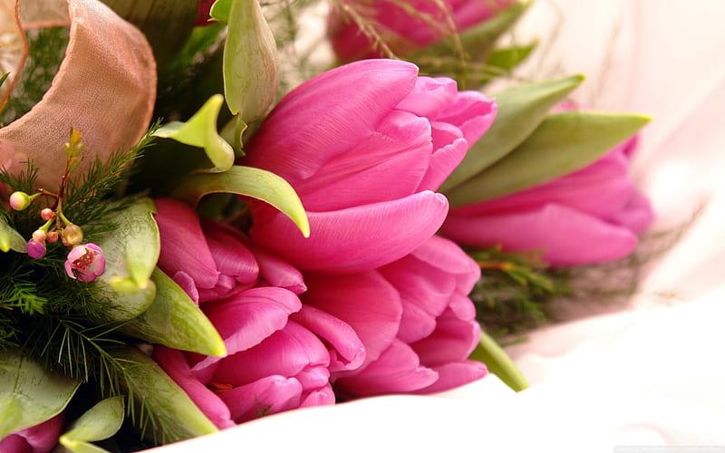 hot pink tulips-flowers, HD wallpaper