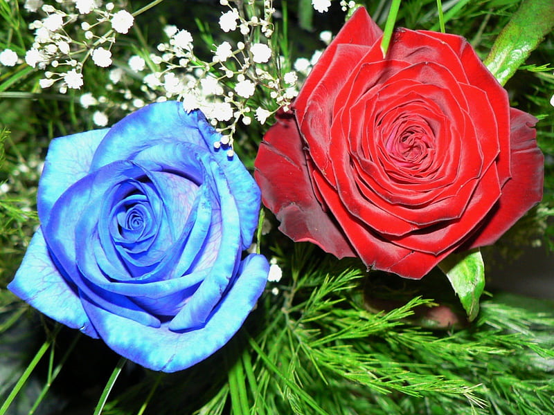Rosas rojas y azules, rojas y azules, rosa roja, rosas, rosa azul, Fondo de  pantalla HD | Peakpx