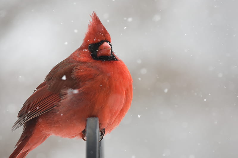 red cardinal perching on black metal bar, HD wallpaper