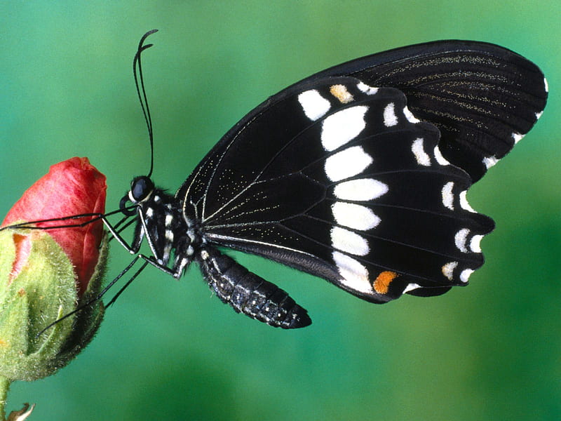 Papilio Polytes Butterfly, papilio polytes, butterfly, HD wallpaper