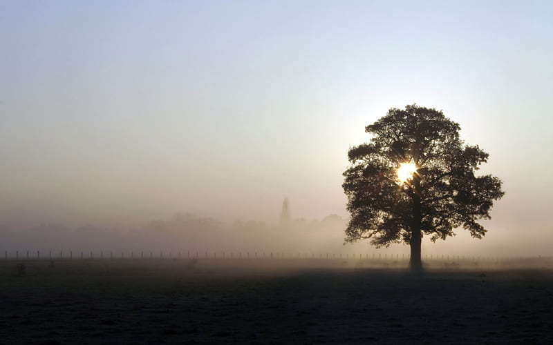 foggy field-amazing natural scenery, HD wallpaper