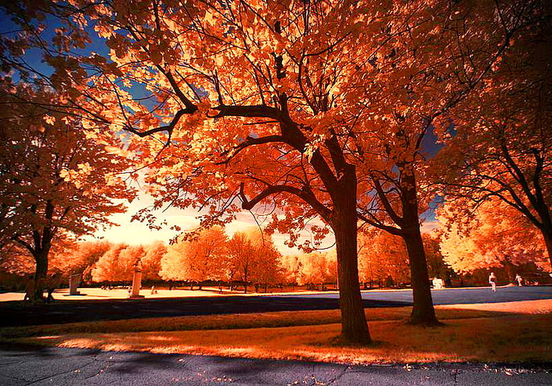 Canadian autumn, red, autumn, gold, leaves, orange, montreal, trees, HD wallpaper