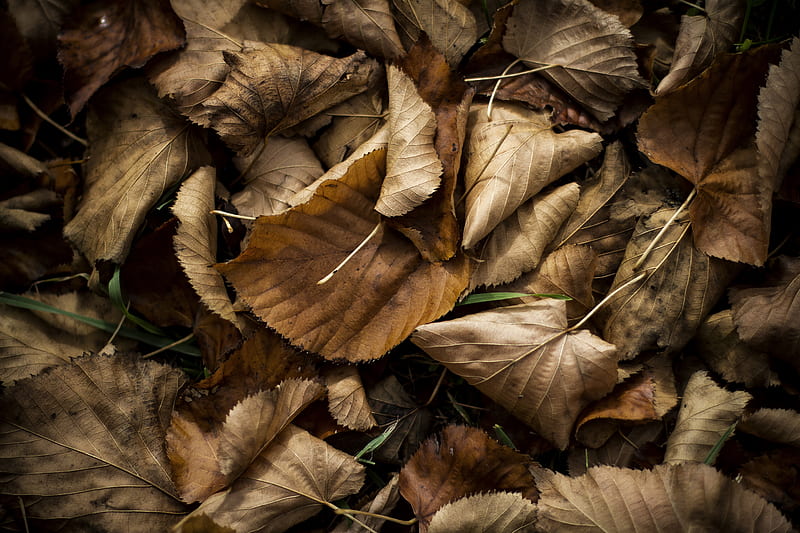 brown dried leaves on green grass, HD wallpaper