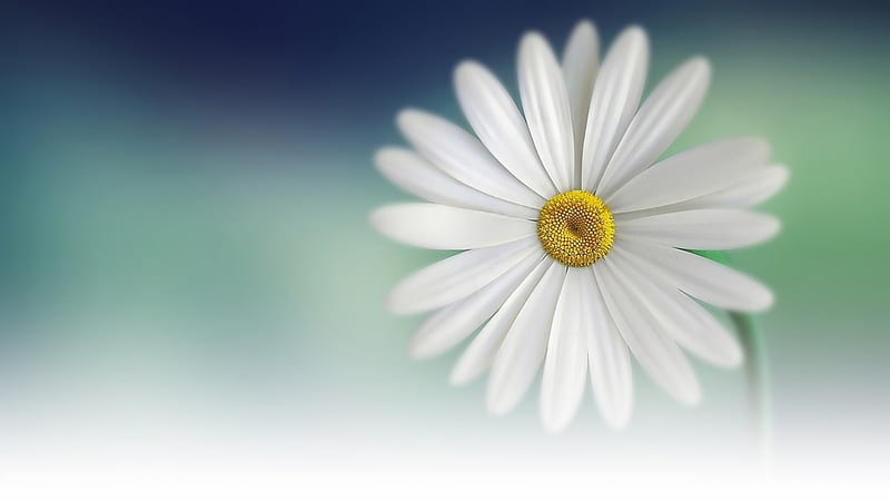 Marguerite, flowers, nature, wp, daisy, HD wallpaper