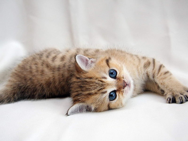 I am so sweet!!, feline, cat, kitten, sweet, HD wallpaper