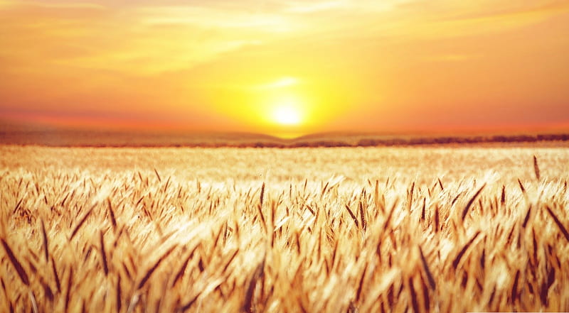 Golden field crops, landscape, scene, crops, field, dawn, dusk, sunset summer, nature, sunrise, HD wallpaper