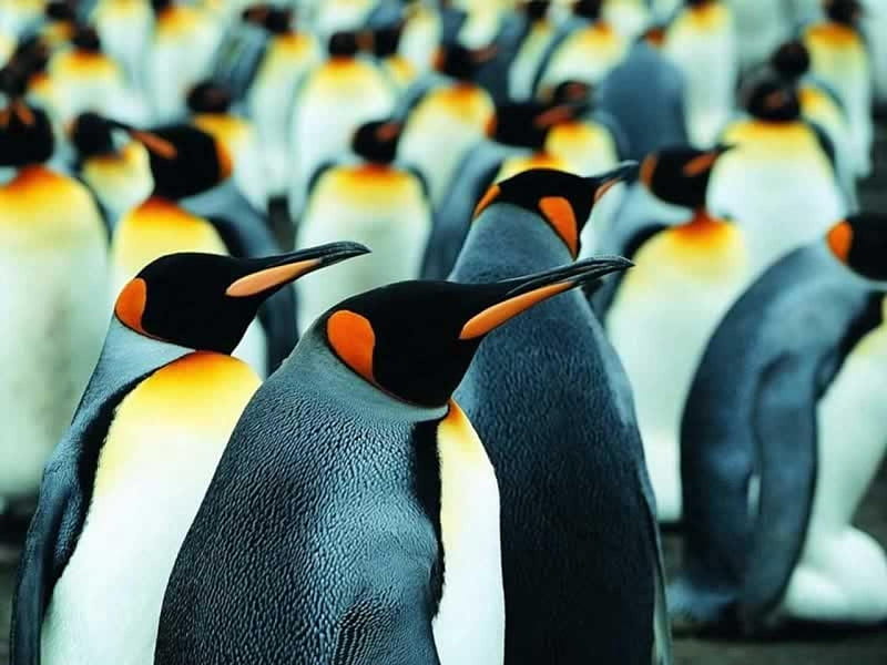 A Family of Penguins, Family, Cute, Cool, Cold, HD wallpaper