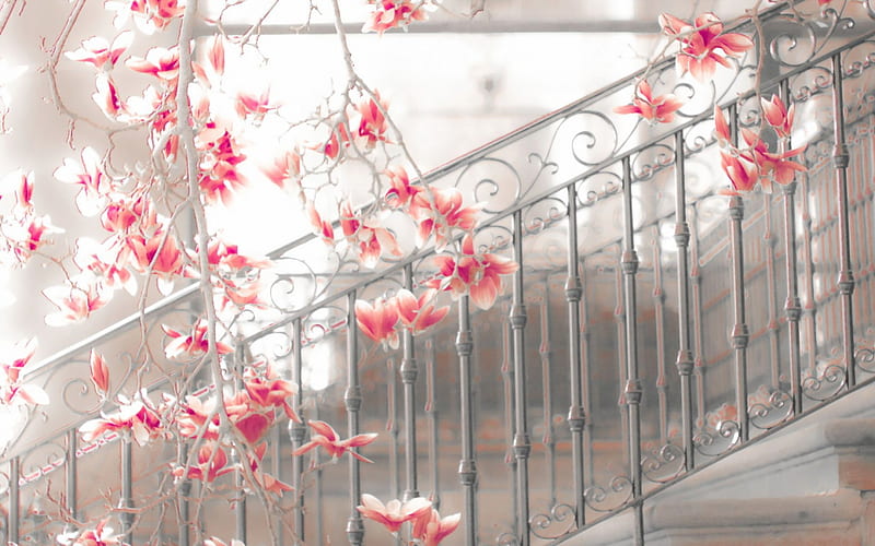 Magnolia, bloom, stairs, spring, branch, grid, gris, flower, pink, HD wallpaper