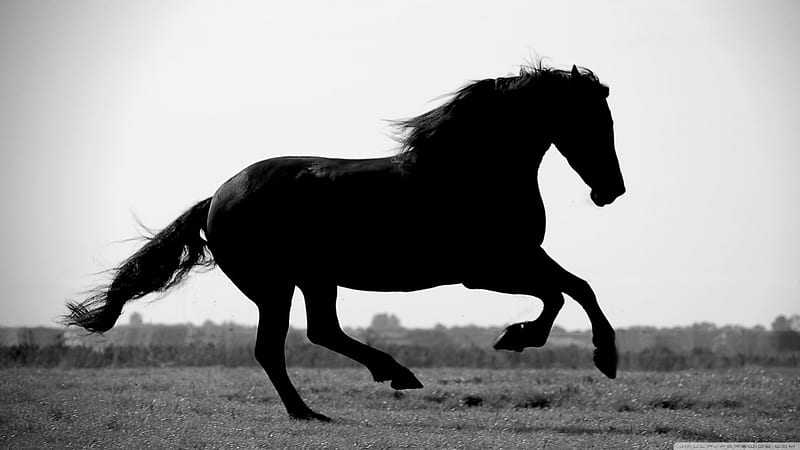 Gallop, wild, black horse, nature, horse, animals, HD wallpaper