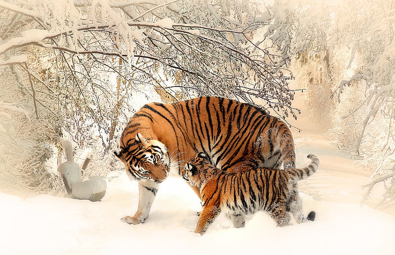 Tiger Baby Felidaee, tiger, animals, snow, HD wallpaper