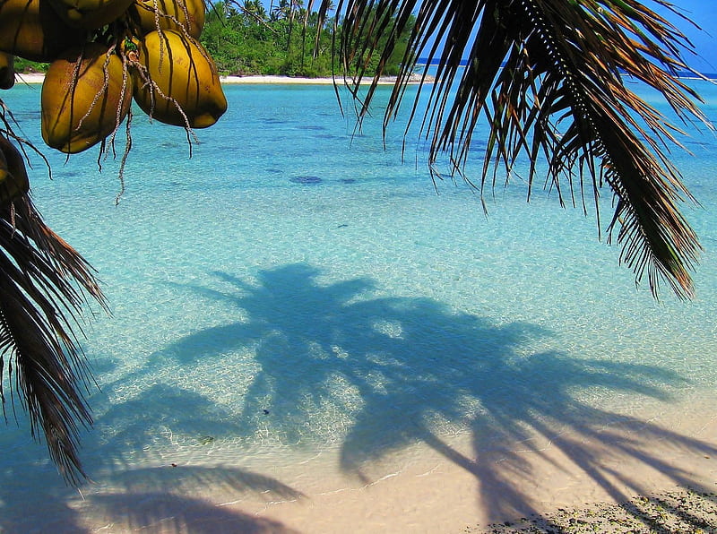 Perfect South Pacific Beach, polynesia, rarotonga, palm, sea, beach, lagoon, sand, aqua, blue, exotic, ocean, pacific, south, tree, paradise, white, tropical, coconuts, HD wallpaper
