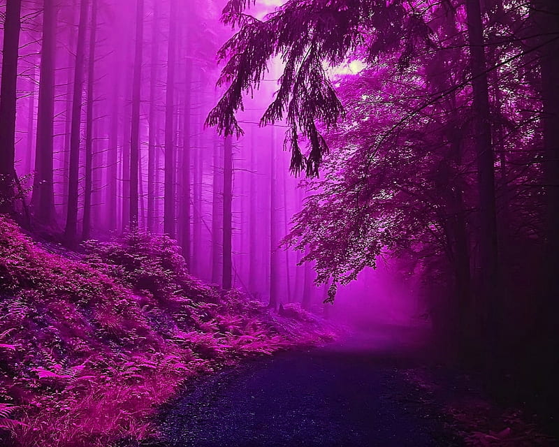 Purple forest, abstract, cool, landscape, natural, nature, new, trees ...