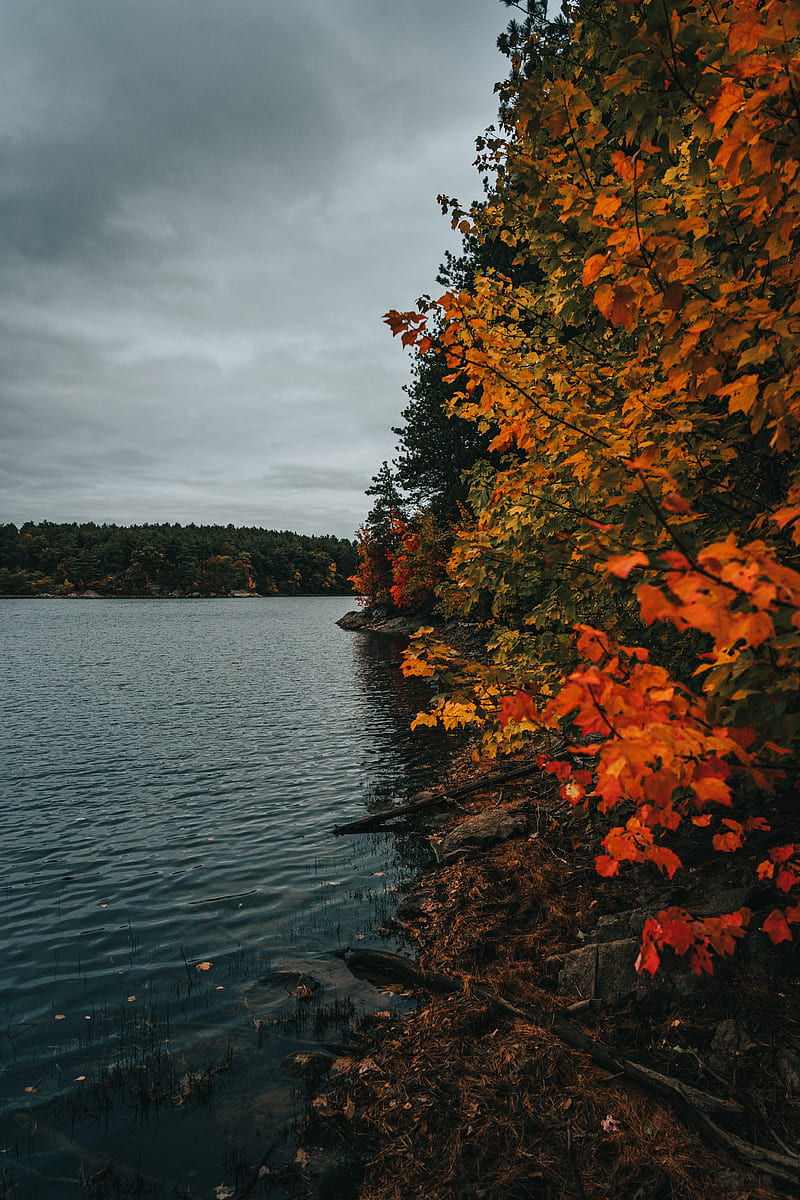 coast, lake, autumn, trees, HD phone wallpaper