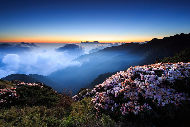 Mountains in the Clouds, hills, mountains, flowers, nature, sunset, clouds, sky, fog, HD wallpaper