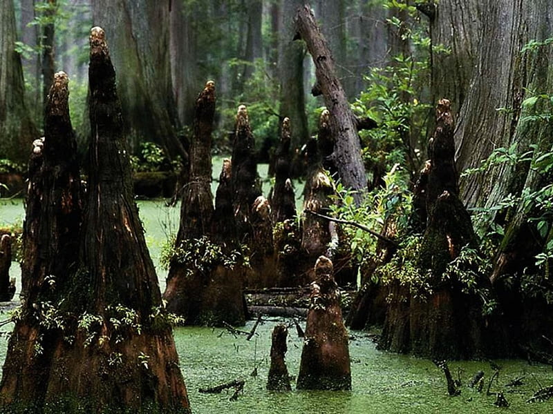 Eerie Swamp, mangroves, green water, swamp, HD wallpaper