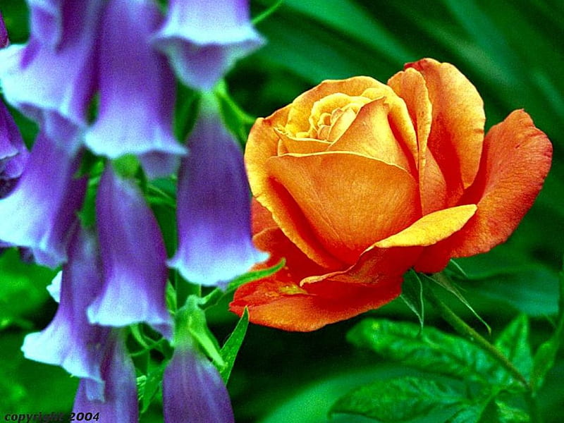 Apricot Rose and Foxgloves, foxgloves, flowers, rose, HD wallpaper