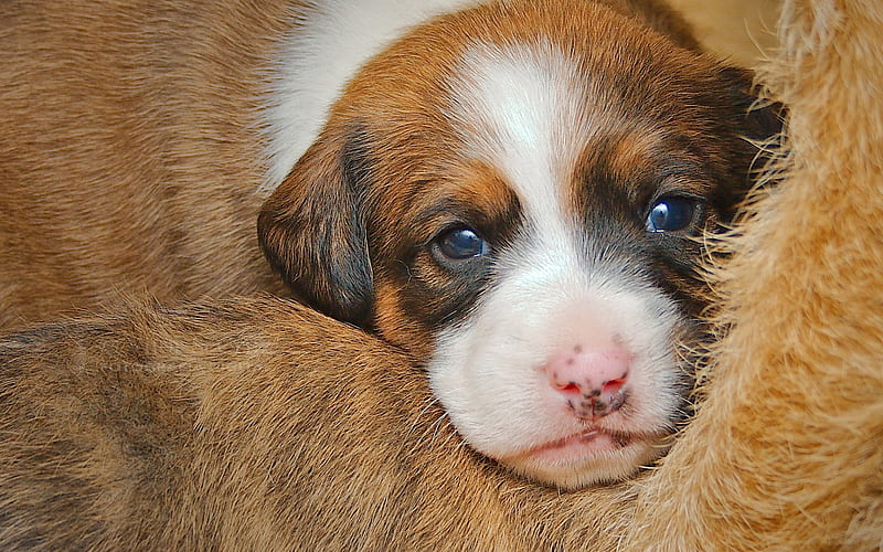 little cute puppy, little dog, beagle puppy, cute animals, puppies, small dogs, HD wallpaper
