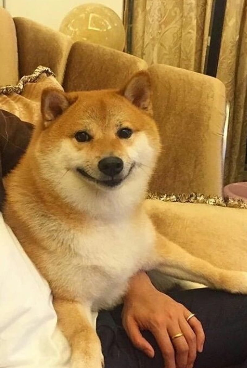 The good boi, cute, dog, funny, good boi, meme, shiba, HD phone wallpaper