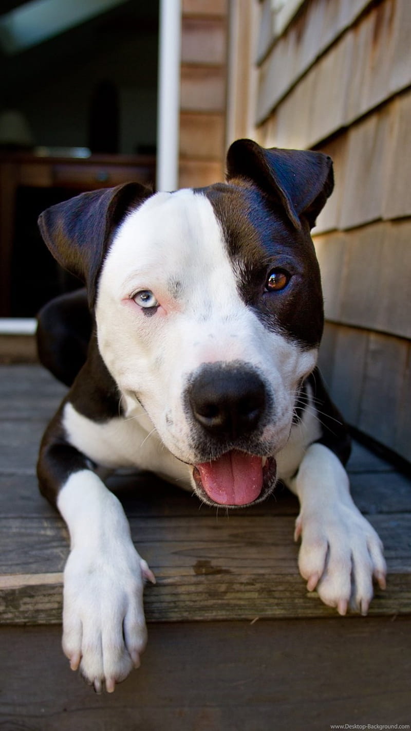 Pitbull, cute, dog, HD phone wallpaper | Peakpx