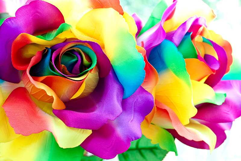 Rosas de colores, coloridas, bonitas, hermosas, flores, hermosas, rosas, Fondo de pantalla HD | Peakpx Rosas de colores, coloridas, bonitas, hermosas, flores, hermosas, rosas, Fondo de pantalla HD | Peakpx