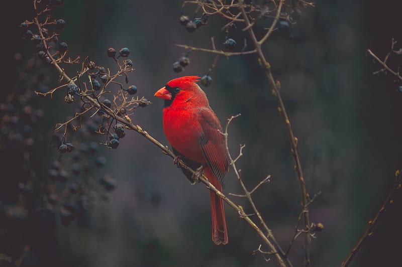 cardinal, bird, branches, color, red, HD wallpaper
