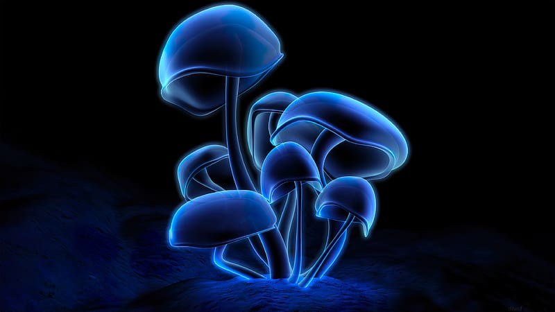 Fluorescence, glowing mushroom, dark, art, HD wallpaper
