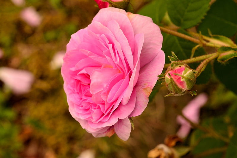 Rosa de primavera, rosa rosa, flor rosa, flor de primavera, rosa de  primavera, Fondo de pantalla HD | Peakpx