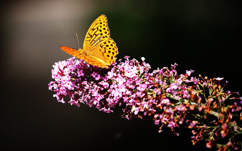 Butterfly In Garden, butterfly, animals, garden, HD wallpaper