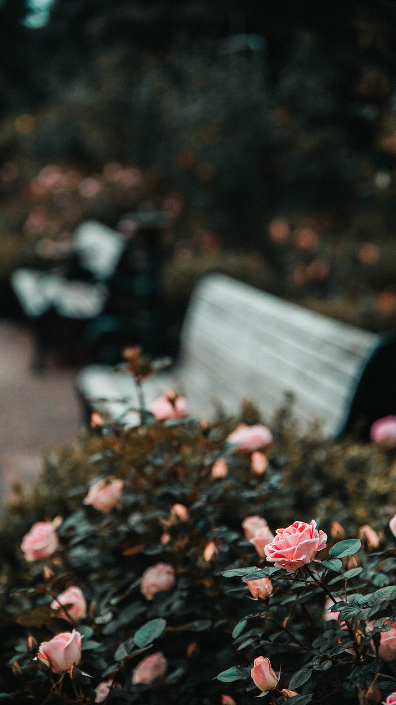 Rose Garden Benches, beach, Blue, Crash, Flower, Garden, Ocean, Pink, Pnw, Rose, Samsung, Sky, Sony, Sun, Water, Waves, love, art, bonito, black, canon, connorchristopher, forrest, fortnite, funny, iOS, iPhone, landscape, love, minions, moody, nature, petals, sad, still, waterfall, weird, woods, wow, HD phone wallpaper