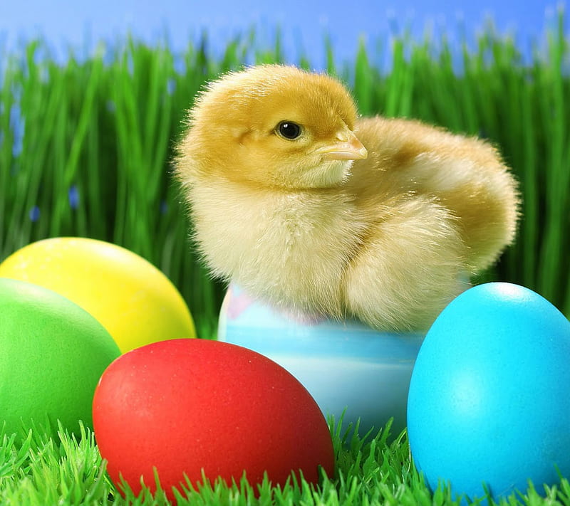 Easter Eggs, chicken, easter, eggs, HD wallpaper