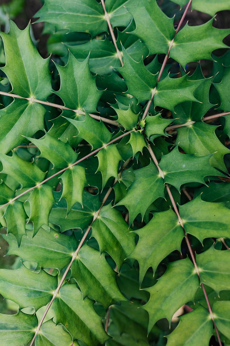 Green Leaves on Brown Wooden Fence, HD phone wallpaper