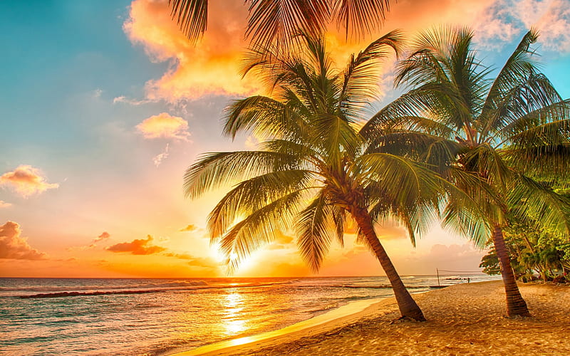 Caribbean Beach, palmtrees, cloud, sunset, sky, sea, HD wallpaper