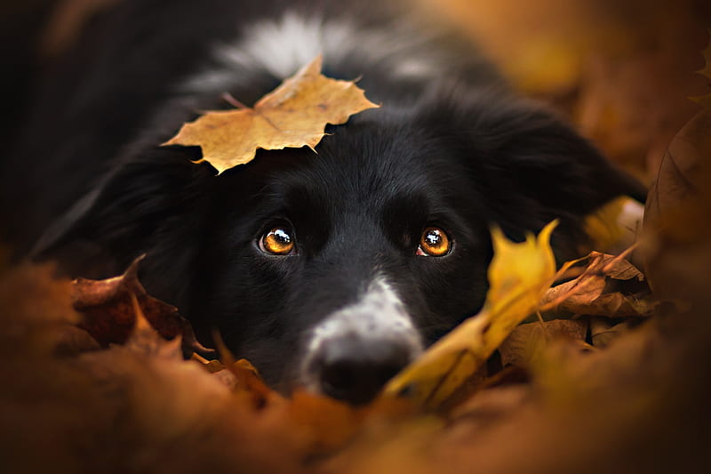 :-), autumn, border collie, orange, caine, yellow, eyes, leaf, dog, black, HD wallpaper