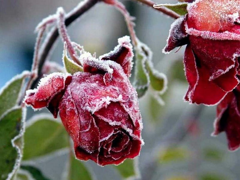 Frozen, red, rose, bud, HD wallpaper | Peakpx