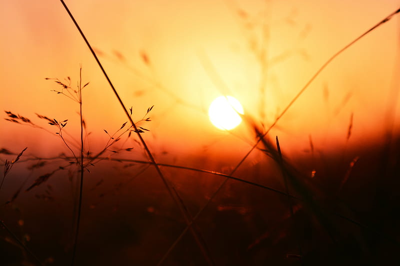 Selective Focus of Plants During Sunset, HD wallpaper
