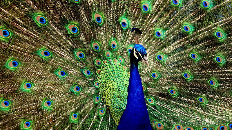 Regal Peacock 1, graphy, bird, avian, peacock, wide screen, wildlife, animal, HD wallpaper