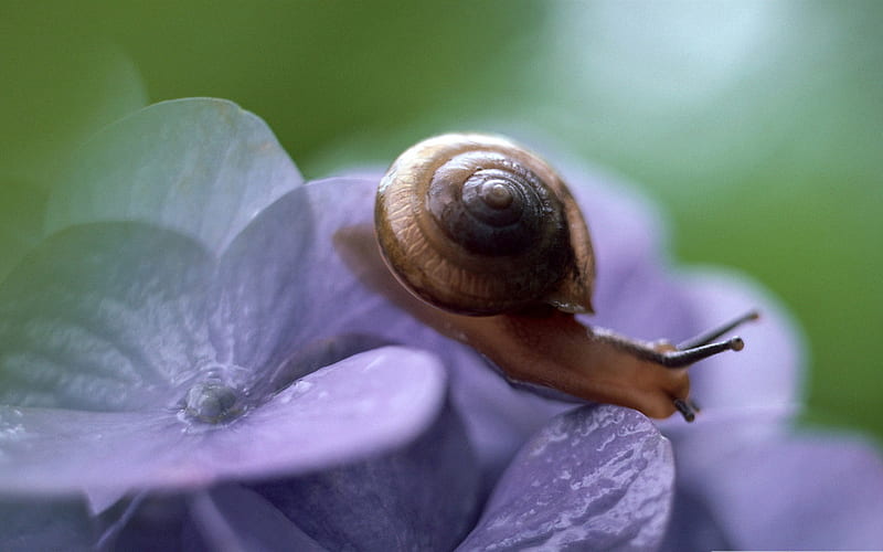 snail macro-snail album, HD wallpaper