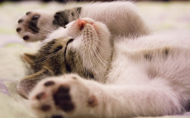 sleeping kitten cats, pets, cute animals, kitten, lazy cat, HD wallpaper