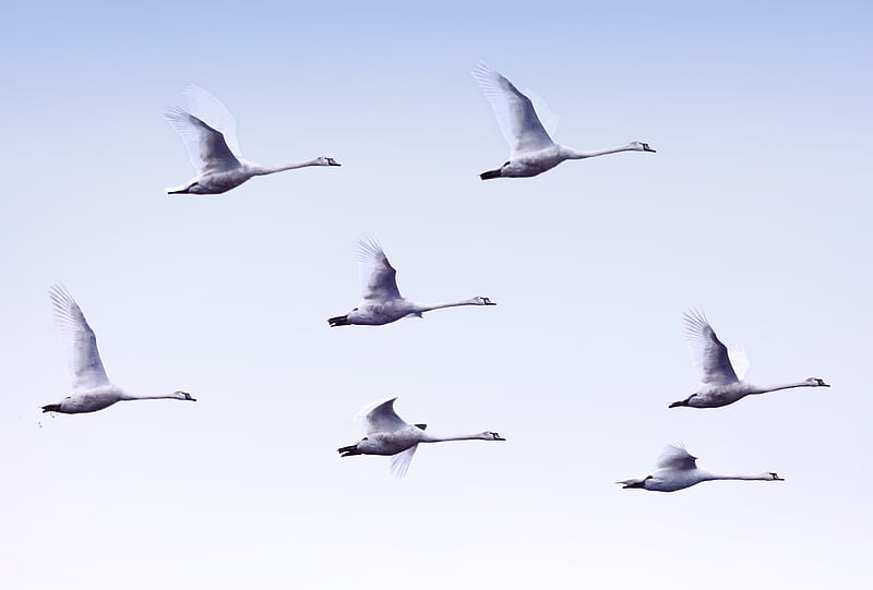 swans, flight, birds, HD wallpaper