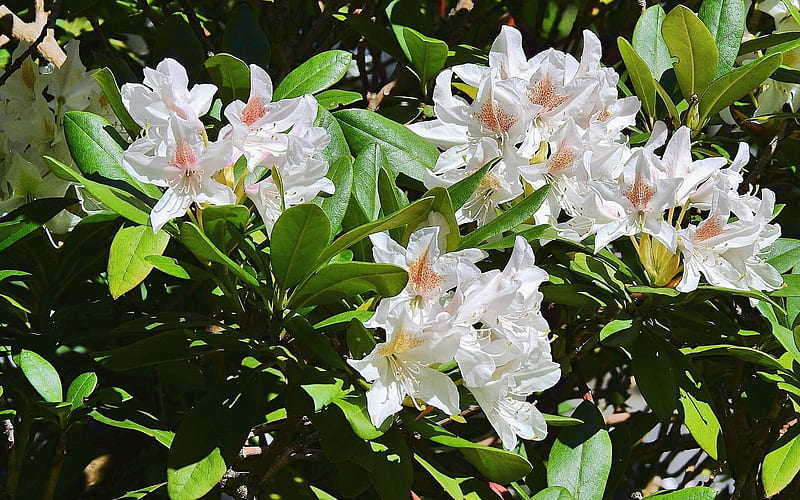 White Rhododendrons, flowers, blooms, white, rhododendrons, HD wallpaper