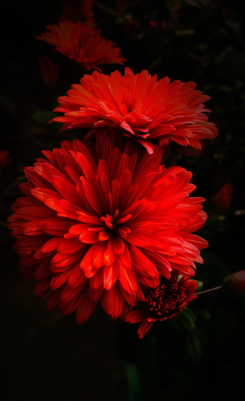 Red flower, live nature, love nature, HD phone wallpaper | Peakpx