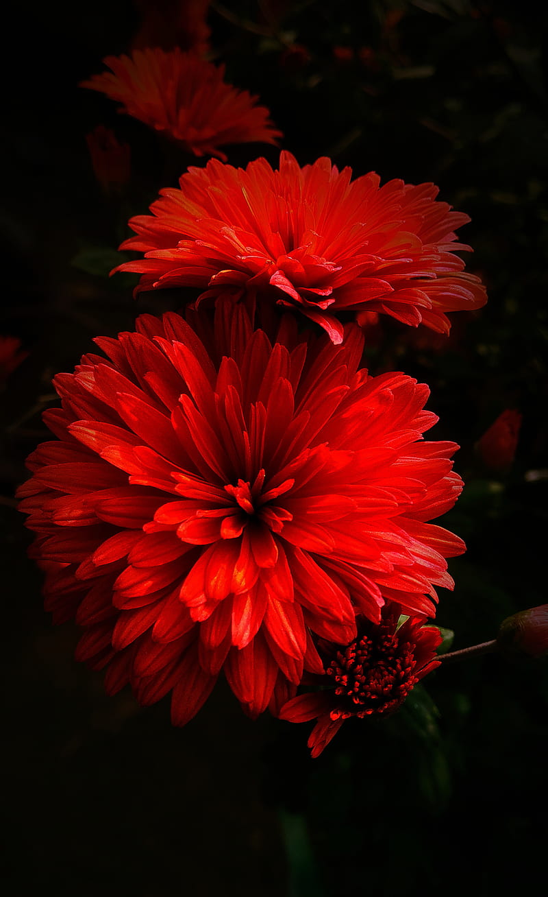 Red flower, live nature, love nature, HD phone wallpaper